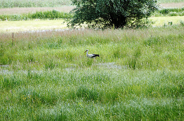 포토 JPG 해외이미지 식물 동물 야생동물 자연 조류 풍경 잔디 사람없음 초록색 물 황무지 습지 동물상 해외202004 해외포토 자연요소 컬러 조형물 생태계 파일형식 이미지허브