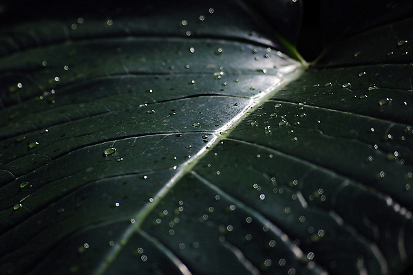 포토 JPG 해외이미지 식물 백그라운드 잎 자연 표면 사람없음 초록색 물 여름 빛 환경 활발 젖음 성장 물방울 신선 이슬 빗방울 순수 해외202004 해외포토 자연요소 계절 컬러 컨셉 비_날씨 생태계 파일형식 이미지허브