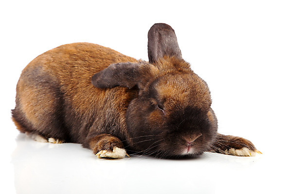 포토 JPG 해외이미지 동물 행복 장난 부활절 수염 털 사람없음 반려동물 갈색 봄 흰색 토끼 달콤 모피 귀 부드러움 솜털 고립 해외202004 해외포토 계절 기념일 감정 컬러 포유류 신체부위 감각 맛 파일형식 이미지허브