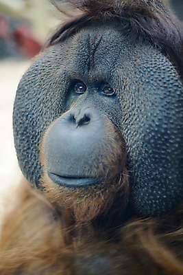 포토 JPG 해외이미지 동물 응시 남자 아시아 얼굴 야생동물 오렌지 포유류 자연 수염 털 종류 사람없음 빨간색 머리 원숭이 표현 열대우림 모피 인도네시아 멸종 유인원 말레이시아 해외202004 해외포토 시선 나라 컬러 과일 사람 신체부위 숲 생태계 파일형식 이미지허브