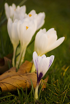 포토 JPG 해외이미지 식물 계절 공원 꽃잎 꽃 잎 꽃무늬 밭 자연 사람없음 야외 초록색 햇빛 노란색 정원 보라색 봄 성장 벚꽃 흰색 개화 닫기 작음 제비꽃 내추럴 사프란 해외202004 해외포토 공공시설 컬러 무늬 농업 모션 태양 크기 향신료 생태계 파일형식 이미지허브