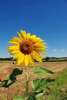 포토 JPG 해외이미지 식물 계절 꽃 밭 농업 자연 하늘 해바라기 씨앗 사람없음 여름 파란색 농작물 컬러풀 태양 노란색 에너지 벚꽃 해외202004 해외포토 자연요소 산업 컬러 생태계 파일형식 이미지허브