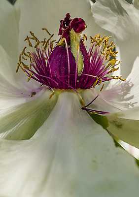 포토 JPG 해외이미지 식물 계절 꽃잎 꽃 분홍색 꽃다발 백그라운드 꽃무늬 자연 사람없음 장식 빨간색 여름 컬러풀 환경 정원 보라색 봄 벚꽃 신선 개화 묘사 원예 작약 해외202004 해외포토 컬러 무늬 취미 생태계 파일형식 이미지허브