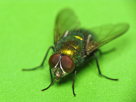 포토 JPG 해외이미지 곤충 잎 날개 사람없음 가로 초록색 닫기 해외202004 해외포토 식물 동물 컬러 모션 파일형식 이미지허브