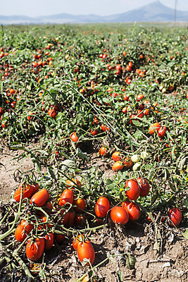포토 JPG 해외이미지 식물 계절 산업 음식 잎 밭 농업 토마토 채소 자연 하늘 건강 풍경 사람없음 야외 가로 초록색 여름 농작물 농장 환경 봄 수확 성장 시골 땅 유기농 원예 먼지 장면 내추럴 밭일 줄서기 채식주의자 세련 해외202004 해외포토 웰빙 컬러 모션 취미 생태계 채식 파일형식 이미지허브