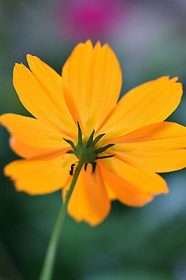 포토 JPG 해외이미지 식물 계절 꽃잎 꽃 백그라운드 잎 꽃무늬 오렌지 자연 사람없음 세로 초록색 여름 컬러풀 노란색 정원 봄 벚꽃 신선 개화 묘사 코스모스 원예 질감 자연백그라운드 꽃가루 내추럴 해외202004 해외포토 컬러 무늬 과일 취미 가루 생태계 파일형식 이미지허브