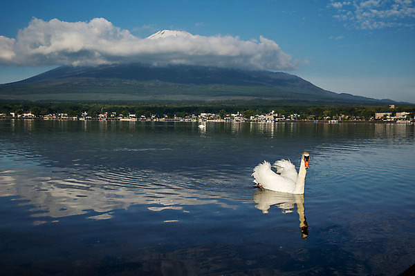 포토 JPG 해외이미지 동물 아시아 호수 야생동물 자연 아침 산 동양인 풍경 사람없음 반사 일본 새벽 흰색 도쿄 심볼 화산 백조 5 동쪽 후지산 랜드마크 해외202004 해외포토 주간 자연요소 나라 컬러 조류 인종 숫자 세계문화유산 방향 생태계 파일형식 이미지허브