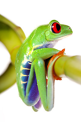 포토 JPG 해외이미지 나무 동물 응시 야생동물 오렌지 발 자연 왕관 개구리 양서류 사람없음 빨간색 초록색 컬러풀 환경 흰색 관찰 닫기 보호 왕 호기심 청개구리 고립 왕자 해외202004 해외포토 식물 시선 감정 컬러 컨셉 과일 모션 신체부위 생태계 파일형식 이미지허브