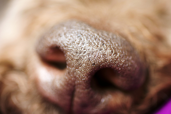 포토 JPG 해외이미지 동물 포유류 가족 발 휴식 털 건강 피곤 사랑 사람없음 친구 반려동물 갈색 꿈 아기 신생아 잠 감각 개 리트리버 달콤 강아지 작음 래브라도리트리버 코 향기 냄새 주둥이 송곳니 거짓말 특별함 해외202004 해외포토 감정 컬러 컨셉 관계 사람 신체부위 맛 치아 크기 파일형식 이미지허브