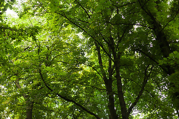 포토 JPG 해외이미지 나무 식물 응시 계절 공원 백그라운드 낙엽 잎 자연 하늘 왕관 풍경 사람없음 야외 목재 초록색 여름 파란색 빛 햇빛 태양 노란색 환경 맑음 봄 성장 덮개 나뭇가지 신선 정상 숲 큼 각도 장면 내추럴 해외202004 해외포토 자연요소 시선 공공시설 컬러 재료 날씨 뚜껑 크기 생태계 파일형식 이미지허브