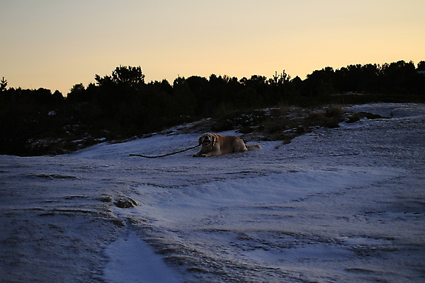 포토 JPG 해외이미지 식물 동물 캐릭터 백그라운드 밭 농업 자연 건강 사랑 옥수수 사람없음 농장 노란색 식사 수확 시골 4 황금 개 리트리버 낟알 밀 묘사 코 보리 내추럴 총구 호밀 해외202004 해외포토 감정 산업 컬러 포유류 곡류 신체부위 숫자 생태계 파일형식 이미지허브