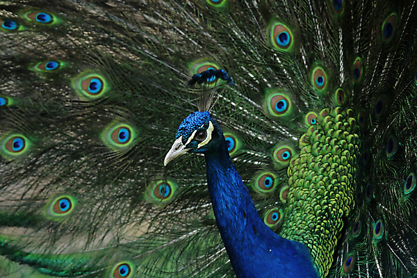 포토 JPG 해외이미지 동물 야생동물 자연 조류 사람없음 초록색 파란색 컬러풀 공작 소프트포커스 깃털 꼬리 해외202004 해외포토 컬러 촬영기법 생태계 파일형식 이미지허브