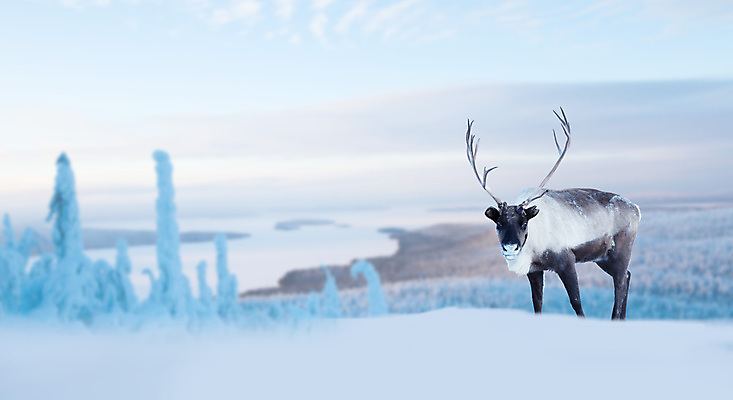 포토 JPG 해외이미지 나무 동물 계절 남자 야생동물 여행 백그라운드 크리스마스 겨울 포유류 자연 아침 사슴 새해 뿔 핀란드 3 풍경 사람없음 야외 갈색 냉동 가축 추위 흰색 신용카드 눈송이 승차 숲 서리 러시아 장면 지역 북쪽 전나무 눈내림 카피스페이스 해외202004 해외포토 주간 식물 기념일 유럽 컬러 모션 눈_날씨 북유럽 사람 금융 공백 방향 생태계 파일형식 이미지허브