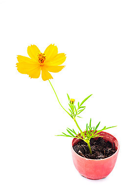 포토 JPG 해외이미지 식물 꽃잎 꽃 백그라운드 꽃무늬 자연 사람없음 장식 초록색 여름 컬러풀 노란색 맑음 봄 흰색 신선 개화 코스모스 꽃가루 고립 해외202004 해외포토 계절 컬러 무늬 날씨 가루 생태계 파일형식 이미지허브