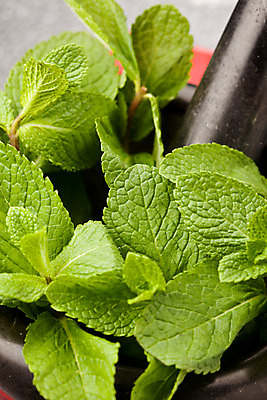 포토 JPG 해외이미지 식물 채소 요리 사람없음 초록색 주방 양념 민트 허브 향신료 향 핸드메이드 해외202004 해외포토 컬러 향미료 파일형식 이미지허브