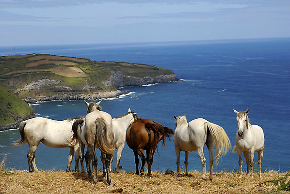 포토 JPG 해외이미지 동물 유럽 바다 섬 밭 포유류 자연 풍경 사람없음 야외 물 농장 농경지 시골 만 포르투갈 무료 해외202004 해외포토 자연요소 나라 농업 생태계 파일형식 이미지허브