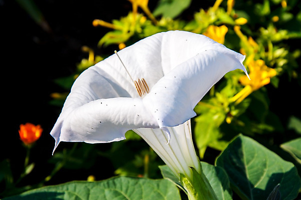 포토 JPG 해외이미지 꽃 자연 사람없음 야외 흰색 독말풀 해외202004 해외포토 식물 컬러 생태계 파일형식 이미지허브