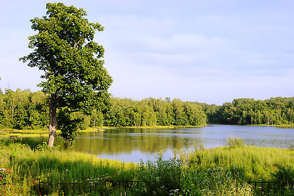 포토 JPG 해외이미지 나무 호수 파도 잎 자연 하늘 표면 풍경 사람없음 야외 초록색 물 여름 파란색 햇빛 반사 환경 침묵 자유 시골 숲 땅 장면 멀리 내추럴 해외202004 해외포토 자연요소 식물 계절 바다 컬러 컨셉 태양 소리 생태계 파일형식 이미지허브