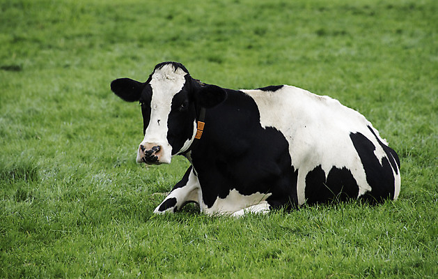 포토 JPG 해외이미지 1 자연 휴식 풍경 사람없음 초록색 농장 쌓기 검은색 흰색 소 네덜란드 코 해외202004 해외포토 유럽 컬러 컨셉 농업 포유류 모션 신체부위 생태계 파일형식 이미지허브