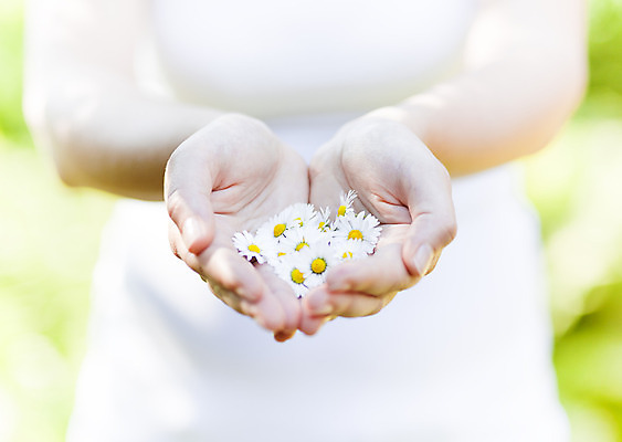 포토 JPG 해외이미지 식물 공원 꽃잎 꽃 백그라운드 잎 꽃무늬 패턴 밭 자연 건강 파노라마 사람없음 야외 초록색 약 새싹 환경 정원 침묵 봄 벚꽃 흰색 시골 신선 정상 허브 순수 에코 데이지 향기 꽃가루 내추럴 모종 블러 캐모마일 해외202004 해외포토 계절 공공시설 컬러 컨셉 무늬 농업 의학 촬영기법 소리 가루 생태계 냄새 파일형식 이미지허브