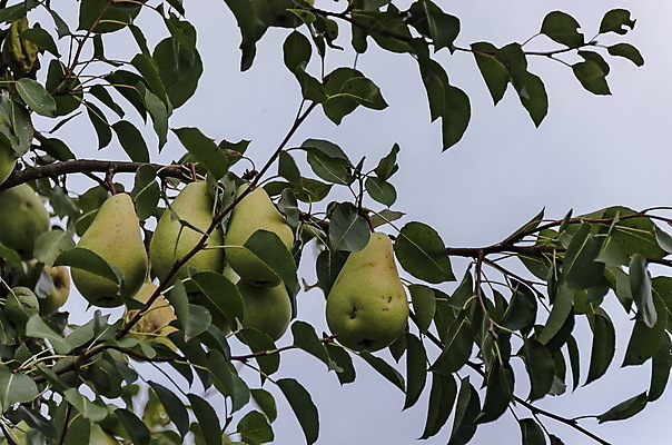 포토 JPG 해외이미지 계절 음식 백그라운드 잎 농업 과일 자연 매달리기 사람없음 초록색 노란색 가을 나뭇가지 달콤 상쾌 유기농 불가리아 숙성 해외202004 해외포토 나무 식물 웰빙 감정 산업 컬러 모션 맛 생태계 파일형식 남유럽 이미지허브