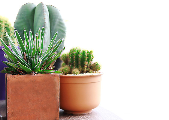 포토 JPG 해외이미지 식물 길 줄기 백그라운드 잎 자연 선인장 건강 사람없음 초록색 빛 우주 꽃병 화장품 활발 사막 성장 흰색 가시 그룹 닫기 냄비 자르기 피부 척추 순수 묘사 피부관리 날카로움 점토 스파이크 넘어짐 심기 알로에 카피스페이스 억울 해외202004 해외포토 꽃 감정 컬러 컨셉 모션 뼈 신체부위 뷰티 공백 솥 생태계 파일형식 이미지허브