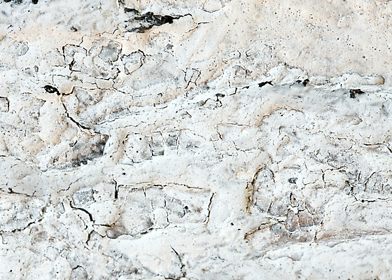 포토 JPG 해외이미지 모양 나무 선 조각 백그라운드 패턴 부분 자연 표면 날씨 추상 사람없음 목재 갈색 흰색 그리기 숲 자르기 유기농 질감 통나무 내추럴 수목 옛날 노화 해외202004 해외포토 식물 웰빙 컬러 컨셉 무늬 재료 모션 생태계 파일형식 이미지허브