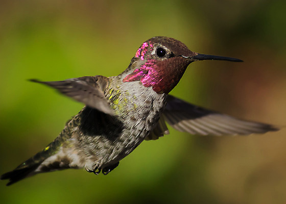 포토 JPG 해외이미지 동물 여자 남자 꽃 야생동물 분홍색 포즈 백그라운드 날개 모션 자연 조류 사람없음 야외 옆모습 빨간색 초록색 보라색 검은색 닫기 작음 깃털 벌새 수유 해외202004 해외포토 식물 뷰포인트 컬러 사람 크기 생태계 파일형식 이미지허브