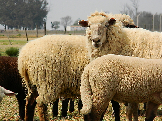 포토 JPG 해외이미지 주간 나무 응시 여러마리 사람없음 야외 울타리 목장 양 방목 흐림 양목장 양털 해외202004 해외포토 자연요소 식물 시선 다수 포유류 날씨 담장 축산업 파일형식 이미지허브