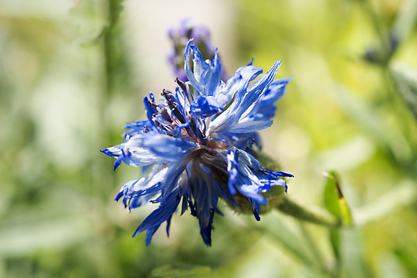 포토 JPG 해외이미지 식물 꽃잎 꽃 백그라운드 자연 사람없음 여름 파란색 컬러풀 정원 개화 수레국화 해외202004 해외포토 계절 컬러 생태계 파일형식 이미지허브