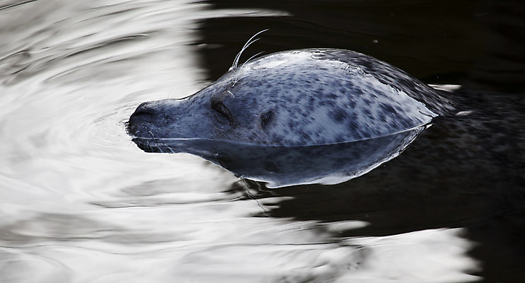 포토 JPG 해외이미지 동물 응시 야생동물 바다 포유류 자연 놀이 사람없음 야외 물 머리 항구 수영 물개 손목시계 다이빙 해외202004 해외포토 자연요소 시선 시계 장신구 교통시설 신체부위 바다동물 수상스포츠 생태계 수중스포츠 파일형식 이미지허브
