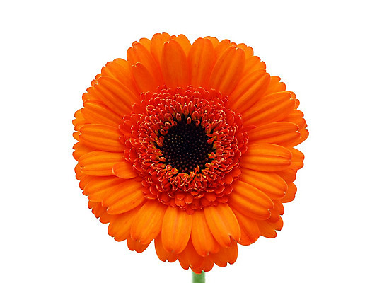 포토 JPG 해외이미지 식물 꽃 줄기 분홍색 백그라운드 오렌지 발렌타인데이 선물 사람없음 초록색 여름 컬러풀 노란색 봄 벚꽃 흰색 신선 개화 닫기 큼 묘사 원예 데이지 꽃가루 거베라 고립 넘어짐 해외202004 해외포토 계절 컬러 과일 모션 데이이벤트 취미 크기 가루 파일형식 이미지허브