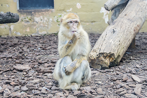 포토 JPG 해외이미지 동물 외관 응시 유럽 얼굴 야생동물 바다 여행 포유류 자연 웃음 앉기 풍경 사람없음 야외 울타리 갈색 외침 원숭이 역사 스페인 달콤 위험 혀 지중해 먹기 멸종 유인원 동물상 비명 왕국 해외202004 해외포토 시선 나라 컬러 컨셉 모션 표정 신체부위 담장 조형물 소리 입 맛 생태계 파일형식 이미지허브
