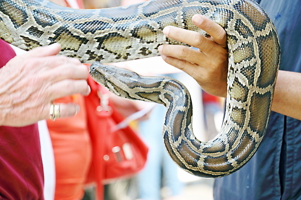 포토 JPG 해외이미지 동물 태국 사람없음 여행객 사진촬영 뱀 해외202004 해외포토 아시아 파충류 사람 촬영 파일형식 이미지허브
