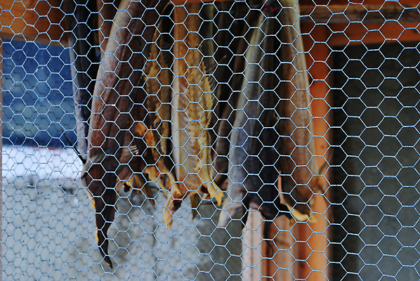 포토 JPG 해외이미지 음식 바다 낚시 건조 어류 사람없음 해산물 해외202004 해외포토 레저 수중동물 파일형식 이미지허브