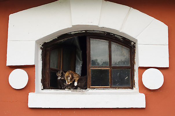 포토 JPG 해외이미지 동물 벽 장난 창문 프레임 털 실내 3 사랑 사람없음 야외 목재 반려동물 고양이 그룹 핥기 작음 복지 호기심 아치 얼룩무늬 넘어짐 그루밍 전경 해외202004 해외포토 나무 감정 컨셉 무늬 재료 포유류 모션 풍경 내부 크기 사회이슈 파일형식 탑뷰 이미지허브