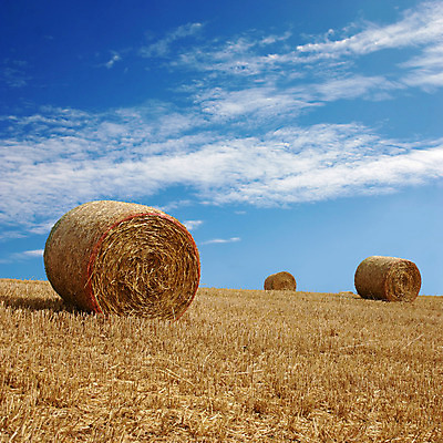 포토 JPG 해외이미지 밭 농업 옥수수 풍경 사람없음 농작물 농장 농경지 수확 시골 원형 볏짚 낟알 시리얼 밀 보리 뭉치 밀짚 해외202004 해외포토 도형 산업 음식 곡류 짚 파일형식 이미지허브