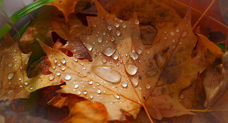 포토 JPG 해외이미지 모양 계절 공원 단풍 잎 캐나다 자연 사람없음 물 컬러풀 가을 물방울 숲 부드러움 야광 광 해외202004 해외포토 자연요소 식물 공공시설 컬러 북아메리카 빛 감각 생태계 파일형식 이미지허브