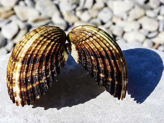 포토 JPG 해외이미지 동물 바다 여행 백그라운드 자연 낚시 조개 생물 해변 사람없음 장식 물 여름 갈색 껍질 화려 닫기 소라 해산물 묘사 기념품 수족관 내추럴 동물상 앵무조개 이국적 해외202004 해외포토 자연요소 계절 컬러 컨셉 모션 레저 어패류 조형물 오브젝트 생태계 파일형식 이미지허브