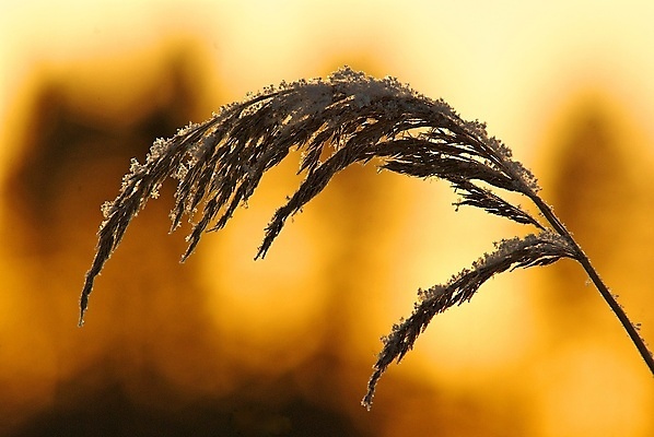 포토 JPG 해외이미지 겨울 오렌지 사람없음 농작물 노란색 일몰 볏짚 서리 해외202004 해외포토 계절 컬러 농업 과일 노을 짚 파일형식 이미지허브