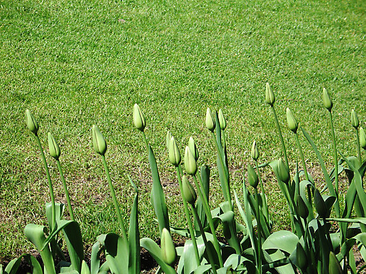 포토 JPG 해외이미지 식물 꽃잎 꽃 줄기 잎 자연 사람없음 야외 가로 초록색 봄 튤립 성장 침대 소프트포커스 가득함 시작 유기농 각도 갸우뚱 대각선 멀티 해외202004 해외포토 웰빙 계절 선 컬러 가구 모션 촬영기법 생태계 파일형식 이미지허브