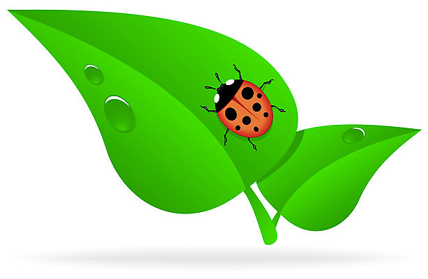 포토 JPG 해외이미지 나무 식물 계절 곤충 컨셉 잎 일러스트 자연 아이디어 그림자 사람없음 빨간색 초록색 환경 봄 벌레 떨어짐 만화 심볼 생태계 무당벌레 고립 생태학 해외202004 해외포토 동물 교육 컬러 파일형식 이미지허브