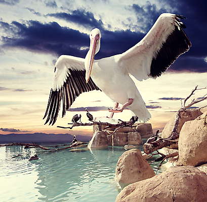 포토 JPG 해외이미지 식물 동물 야생동물 백그라운드 컨셉 자연 조류 하늘 동물원 사람없음 물 파란색 일몰 꿈 바위 흰색 시간 그룹 공작 큼 플라밍고 펠리컨 암초 공상 모음 꿩 내추럴 고립 해외202004 해외포토 자연요소 컬러 노을 돌_바위 크기 생태계 파일형식 이미지허브