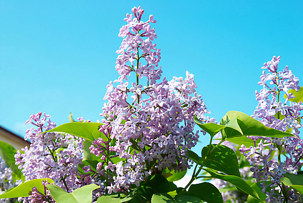 포토 JPG 해외이미지 나무 식물 디자인 계절 꽃잎 꽃 꽃다발 백그라운드 잎 꽃무늬 신체 자연 벽지 하늘 부활절 새로움 프레임 선물 사람없음 야외 장식 초록색 파란색 약 우주 보라색 스파 봄 벚꽃 신선 작음 다발 제비꽃 심볼 묘사 엽서 라일락 내추럴 돌봄 해외202004 해외포토 기념일 컬러 컨셉 무늬 의학 모션 크기 편지 생태계 파일형식 이미지허브