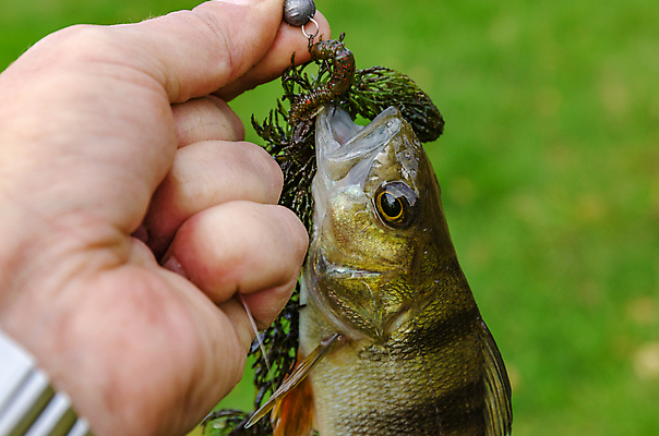 포토 JPG 해외이미지 동물 1 손 호수 야생동물 음식 스포츠 백그라운드 오렌지 자연 낚시 휴가 어류 취미 사람없음 물 여름 강 태양 줄무늬 신선 운반 고리 벌레 트로피 육식동물 낚시꾼 미끼 돌리기 민물 해외202004 해외포토 자연요소 계절 곤충 무늬 과일 모션 레저 신체부위 수중동물 상_우승 생태계 파일형식 이미지허브