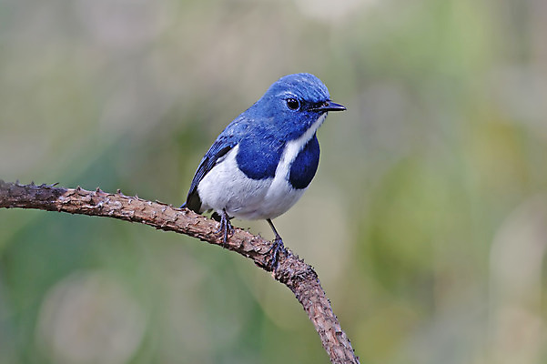 포토 JPG 해외이미지 나무 동물 여자 남자 아시아 얼굴 야생동물 백그라운드 날개 태국 자연 조류 사람없음 야외 목재 가로 초록색 컬러풀 머리 환경 나뭇가지 막대기 닫기 숲 깃털 꼬리 부리 서식지 생태학 해외202004 해외포토 식물 교육 나라 컬러 재료 모션 사람 신체부위 생태계 파일형식 이미지허브