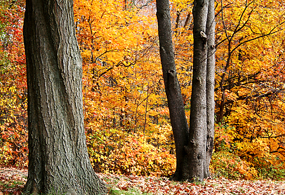 포토 JPG 해외이미지 나무 계절 공원 길 줄기 조각 잎 오렌지 자연 풍경 사람없음 야외 컬러풀 평화 걷기 환경 카펫 산책로 하이킹 덮개 가을 나뭇가지 황금 숲 오솔길 9월 10월 해외202004 해외포토 식물 공공시설 컬러 컨셉 과일 모션 레저 뚜껑 날짜 생태계 파일형식 이미지허브