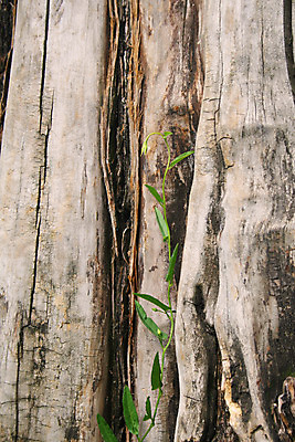 포토 JPG 해외이미지 나무 식물 공원 백그라운드 잎 패턴 자연 날씨 새로움 건조 사람없음 야외 목재 초록색 갈색 새싹 나뭇가지 닫기 숲 묘사 질감 뿌리 포도나무 나무껍질 내추럴 해외202004 해외포토 공공시설 컬러 컨셉 무늬 재료 모션 껍질 과일나무 생태계 파일형식 이미지허브