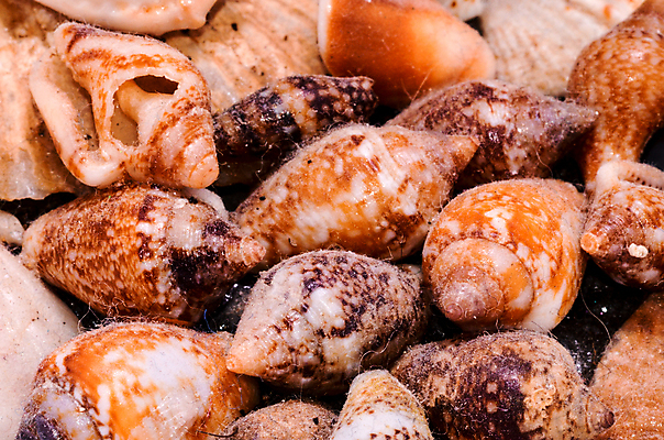 포토 JPG 해외이미지 디자인 별 바다 백그라운드 패턴 자연 추상 휴가 조개 프레임 미술 해변 사람없음 태양 갈색 여러개 껍질 닫기 혼합 질감 생물학 아몬드 수족관 내추럴 취급주의 캐슈넛 해외202004 해외포토 자연요소 교육 컬러 다수 무늬 모션 문화예술 어패류 경고 견과류 생태계 파일형식 이미지허브