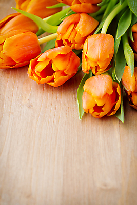 포토 JPG 해외이미지 식물 계절 꽃잎 꽃 줄기 꽃다발 백그라운드 잎 꽃무늬 패턴 오렌지 자연 탁자 부활절 사람없음 목재 초록색 노란색 머리 봄 활발 튤립 벚꽃 개화 다발 엽서 해외202004 해외포토 나무 기념일 컬러 가구 컨셉 무늬 과일 재료 신체부위 편지 생태계 파일형식 이미지허브